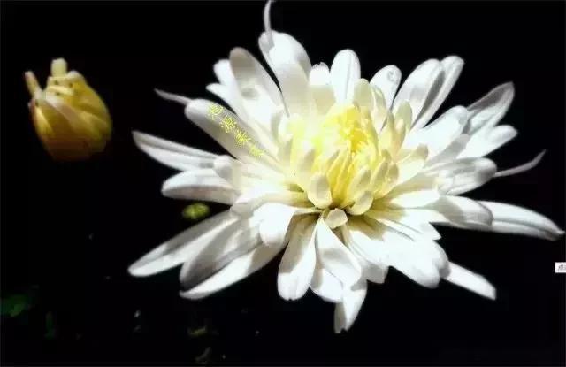 今日?qǐng)@區(qū)小景